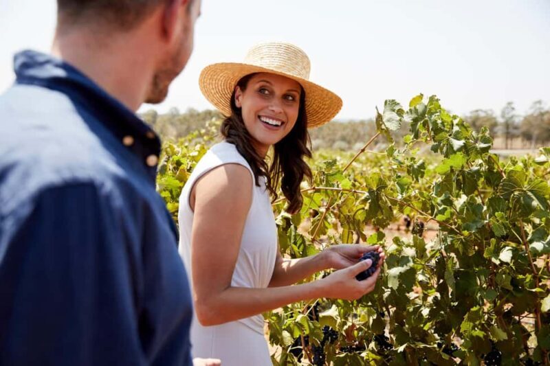 From Sydney: Luxury Hunter Valley Wine Tour with Fine Dining - An In-Depth Look at the Hunter Valley Luxury Wine Tour