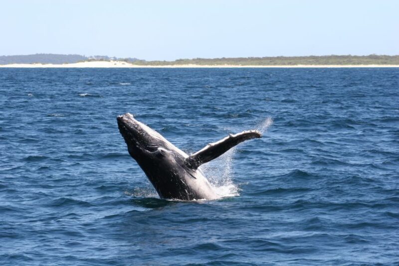 From Sydney: Small Group Port Stephens Whales & Dunes Combo - Final Thoughts