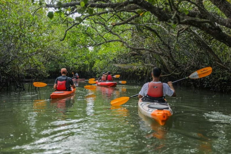 From Tagbilaran City/Panglao Island: Bohol Mangrove Kayaking - Key Points