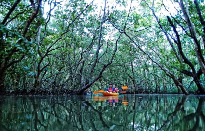 From Tagbilaran City/Panglao Island: Bohol Mangrove Kayaking - Who Should Consider This Tour?