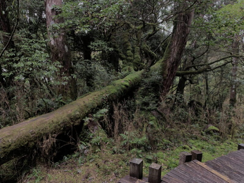 From Taipei: Taipingshan & Jiuzhize Hot Spring Private Tour - The Sum Up: Is This Tour Right for You?