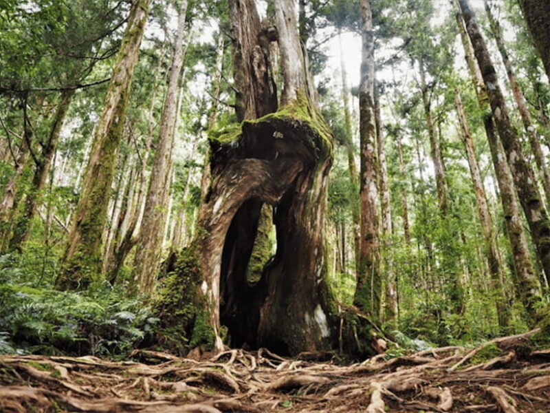 From Taipei: Taipingshan National Forest Private Day Tour - FAQs