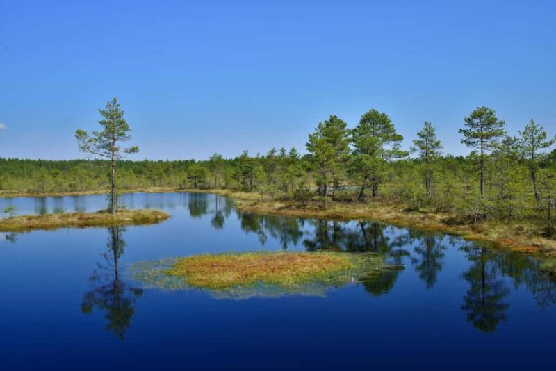 From Tallinn: Bog walk and Sauna Tour - An in-depth look at what this tour offers