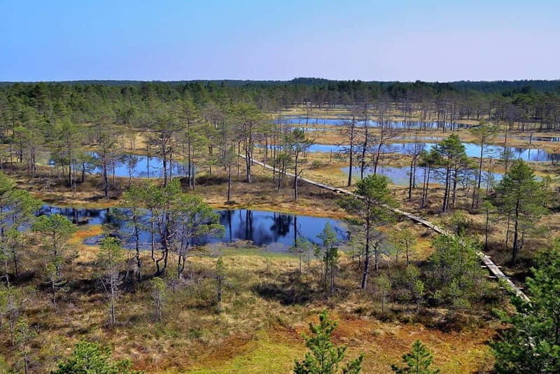From Tallinn: Guided Bog-Shoe Hiking Tour - The Experience Like No Other
