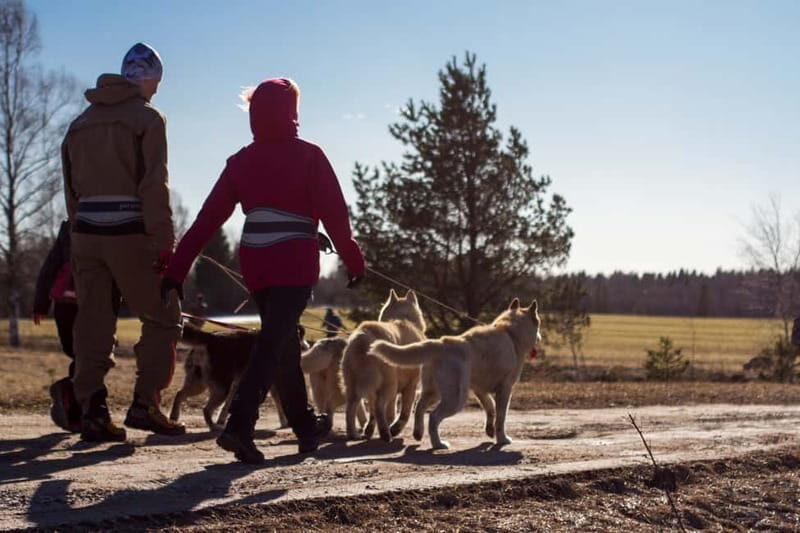From Tallinn: Husky Park Tour with Cani-Cross Hike - Key Points