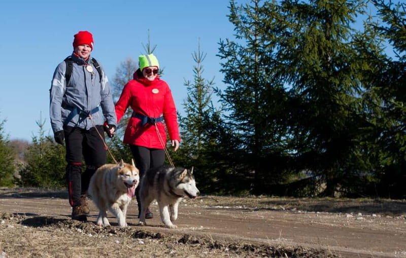 From Tallinn: Husky Park Tour with Cani-Cross Hike - Final thoughts