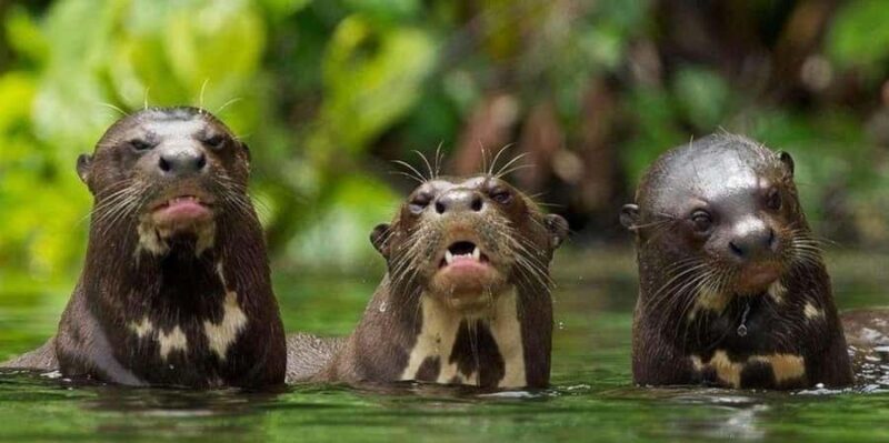 From Tambopata: Amazon Jungle Hike and Lake Sandoval 1-Day - An In-Depth Look at the Amazon Jungle Hike and Lake Sandoval Tour