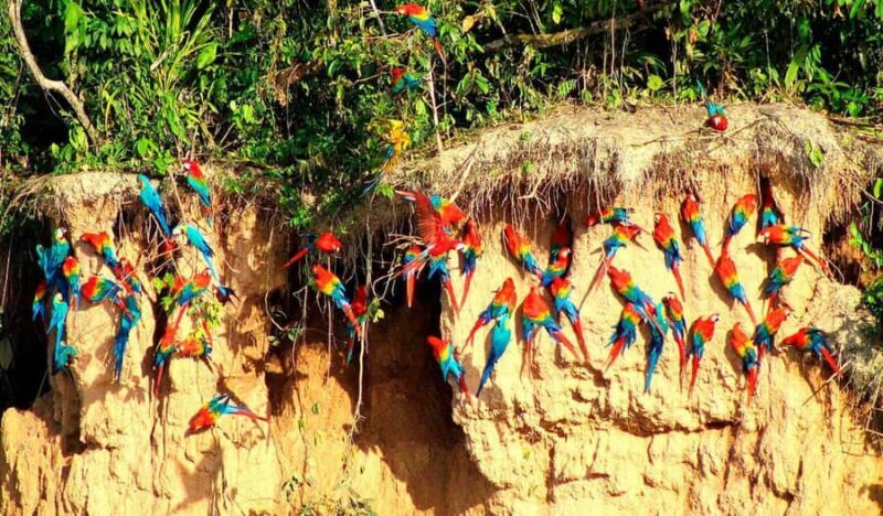 From Tambopata: parrots and macaws clay lick - Exploring the Macaw and Parrot Clay Lick Experience