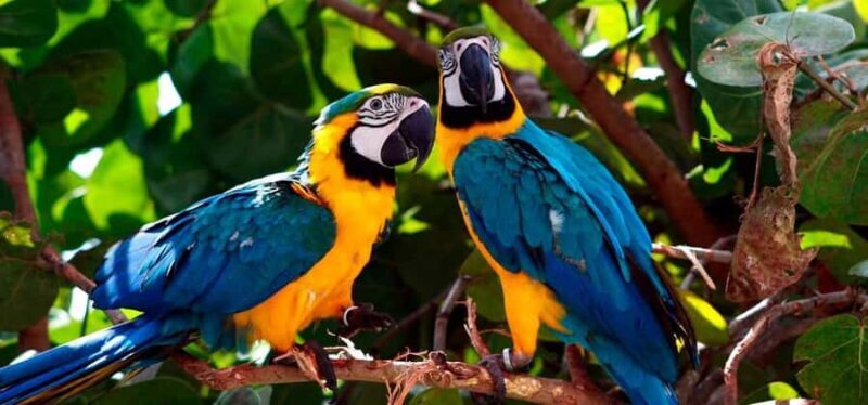 From Tambopata: parrots and macaws clay lick - Why This Tour Is Worth It