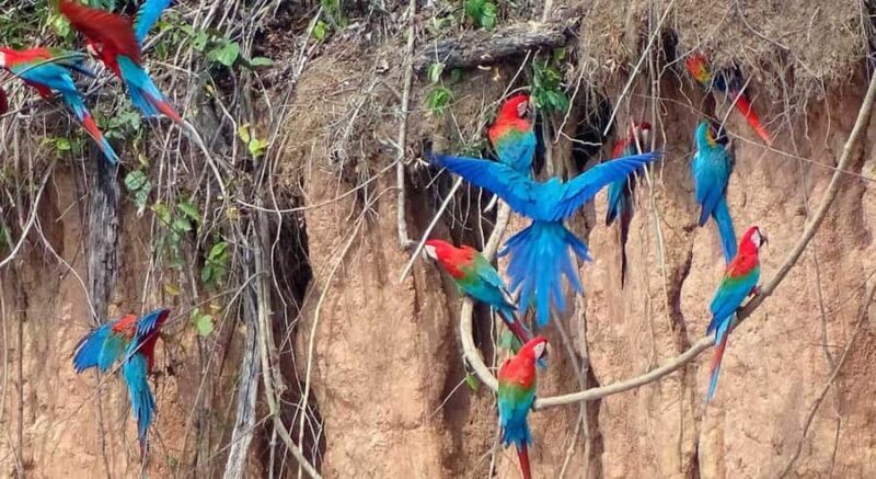From Tambopata: parrots and macaws clay lick - FAQ