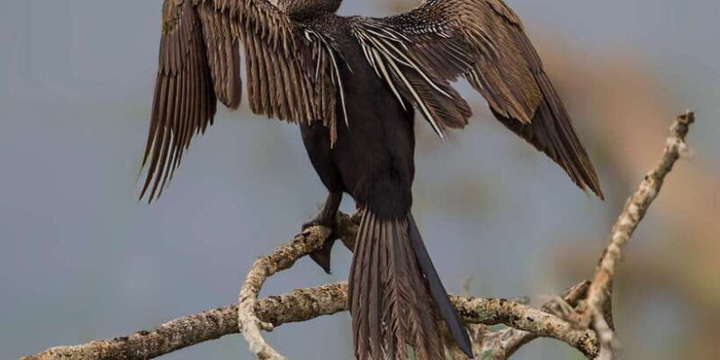 From Tangalle/Hiriketiya: Shuttle to Ella with Yala Safari - Who Will Appreciate This Tour?