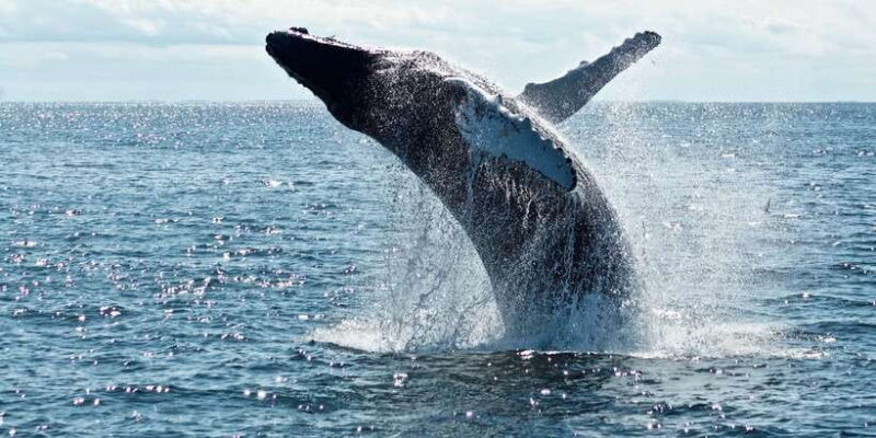 From Tangalle: Mirissa Whale Watching Tour with Breakfast - A Deeper Look: What to Expect on This Whale Watching Tour