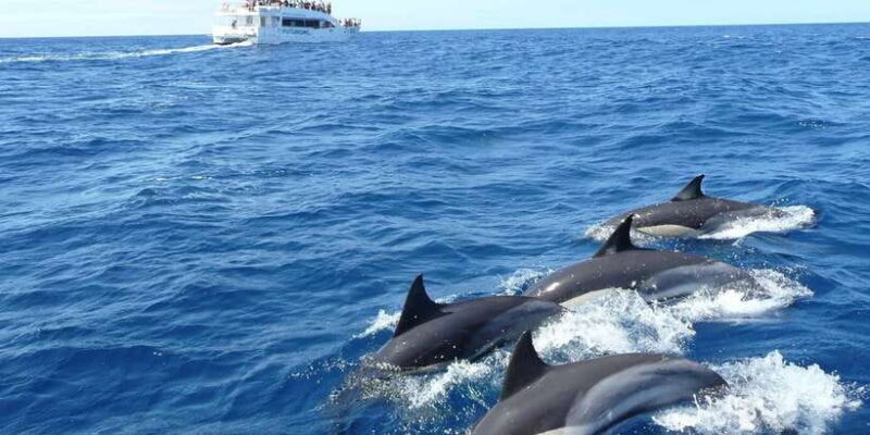 From Tangalle: Mirissa Whale Watching Tour with Breakfast - Transportation, Price, and Duration: Why They Matter