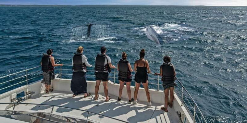 From Tangalle: Mirissa Whale Watching Tour with Breakfast - Who Will Love This Tour?