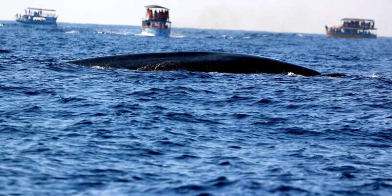 From Tangalle: Mirissa Whale Watching Tour with Breakfast - The Sum Up