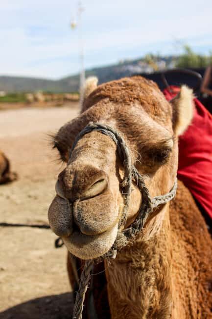 From Tangier: Cap Spartel and Hercules Cave with Camel Ride - Authenticity and Value