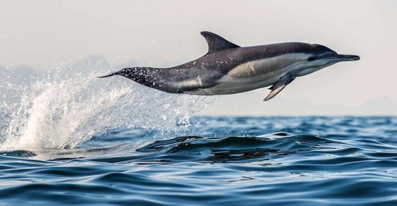 From Tauranga: Dolphin and Wildlife Cruise - From Tauranga: Dolphin and Wildlife Cruise — An Authentic Marine Adventure