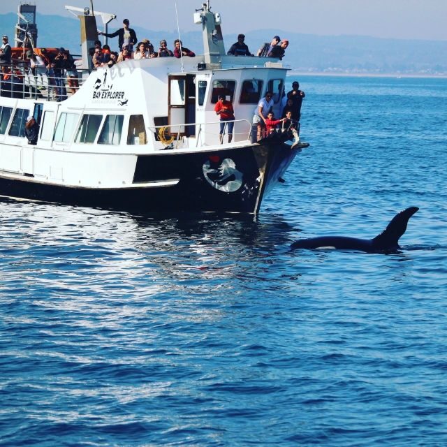From Tauranga: Dolphin and Wildlife Cruise - Who Will Enjoy This Experience?
