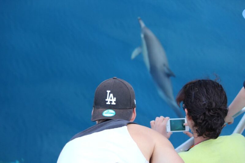 From Tauranga: Dolphin and Wildlife Cruise - Final Thoughts on the Tauranga Dolphin and Wildlife Cruise