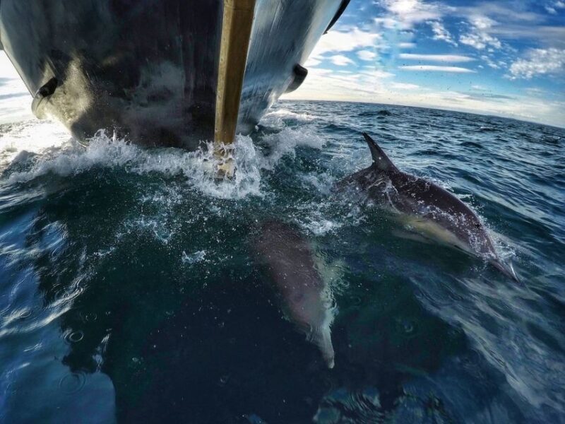From Tauranga: Dolphin and Wildlife Cruise - Frequently Asked Questions