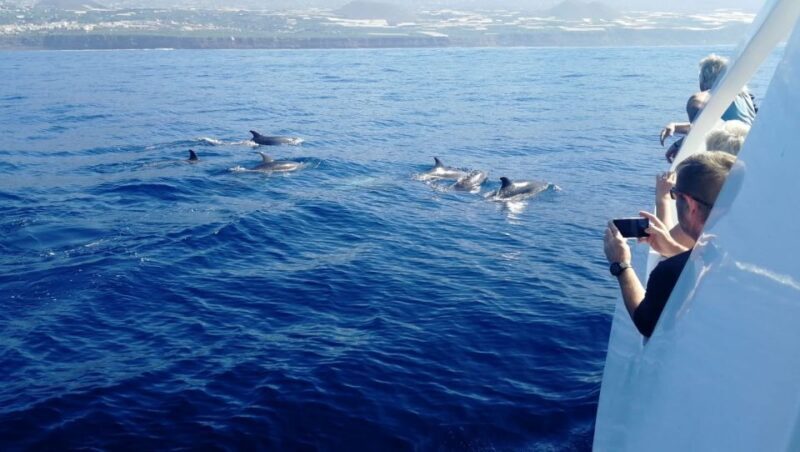 From Tazacorte: Discover the Northwest Coast by Speedy Yacht - Discovering La Palma’s Northwest Coast by Speedy Yacht