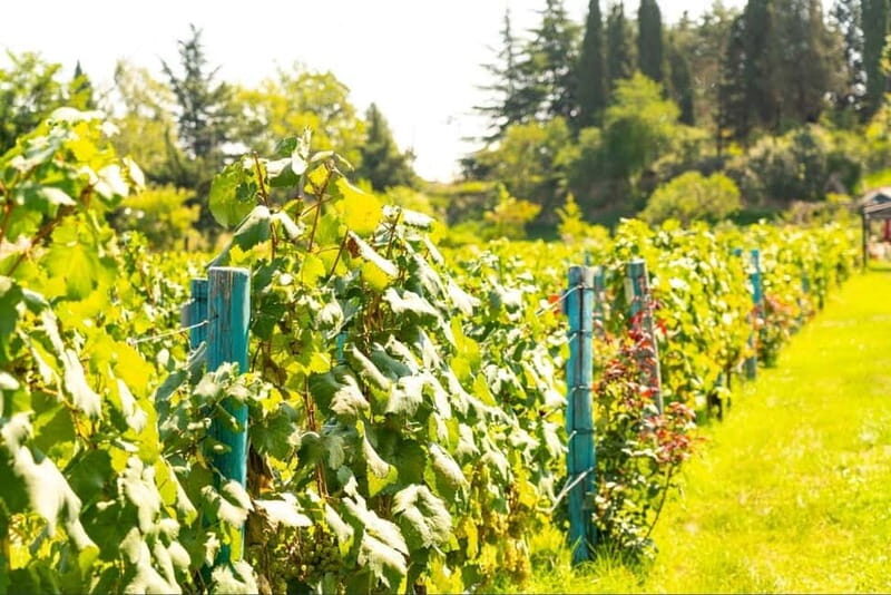 From Tbilisi: Kakheti Wine Tour with Lunch and Tastings - Why This Tour Represents Value and Authenticity