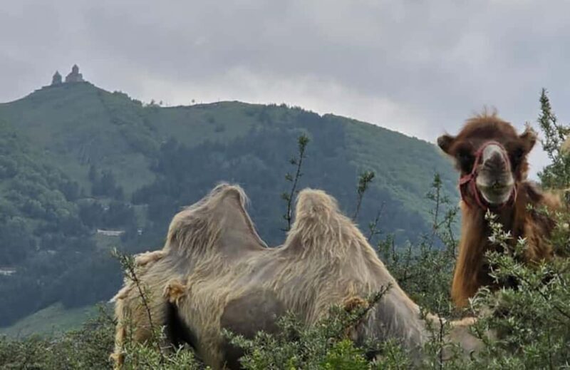 From Tbilisi: Kazbegi Private Tour with 4x4 and Waterfalls - FAQ