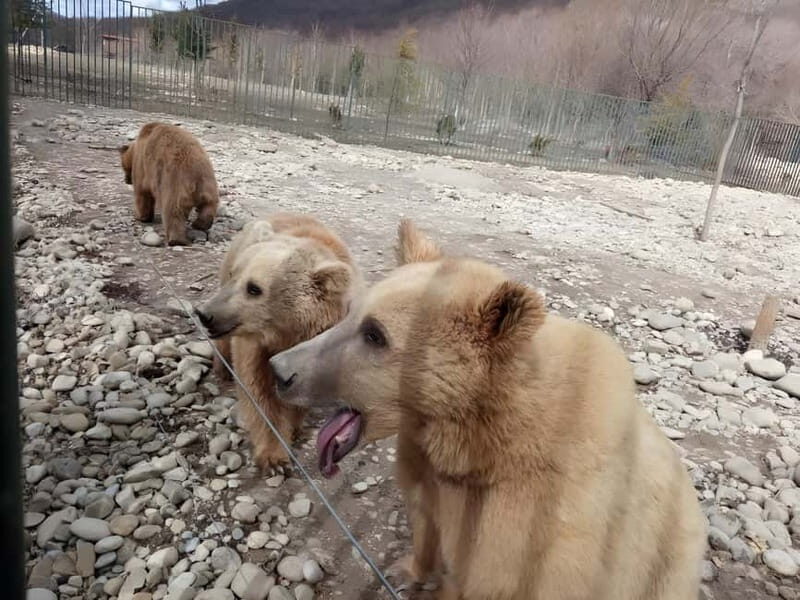 From Tbilisi: Sabaduri, Bears, Jvari & Chronicle of Georgia - Exploring the Tour in Depth