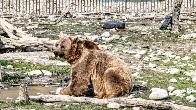 From Tbilisi: Sabaduri, Bears, Jvari & Chronicle of Georgia - Frequently Asked Questions