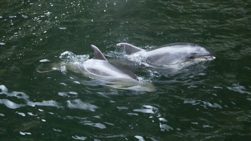From Te Anau: Milford Sound Tour with Cruise and Lunch - A Few Things to Keep in Mind