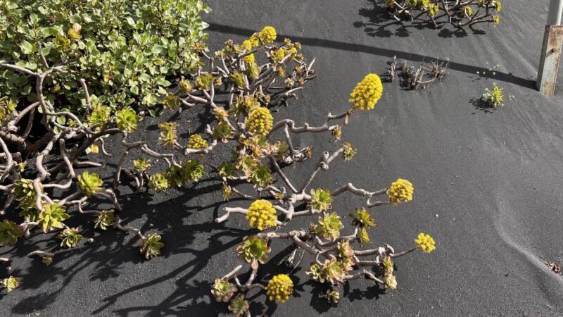 From Tenerife: Day Trip to La Palma Volcanic Landscapes - Final Words