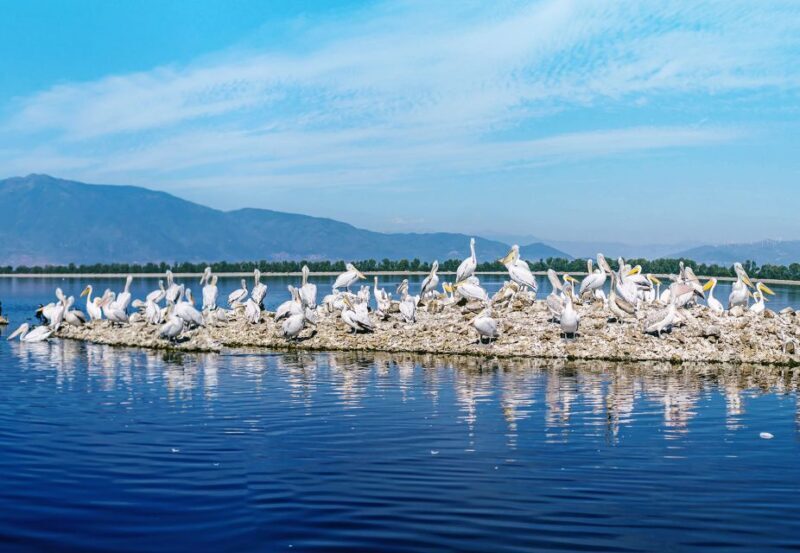 From Thessaloniki: Private Day Trip to Kerkini Lake - What the Reviews Say