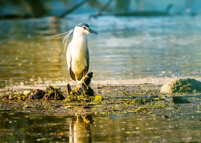 From Thessaloniki: Private Day Trip to Kerkini Lake - FAQs