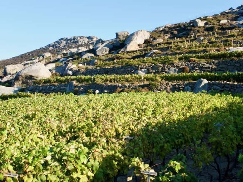 From Tinos: Stemnitsa Winery Tour with Tasting - An In-Depth Look at the Tour Experience