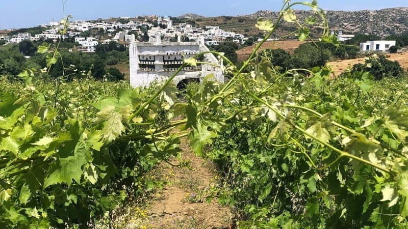 From Tinos: Stemnitsa Winery Tour with Tasting - Detailed Breakdown of the Itinerary