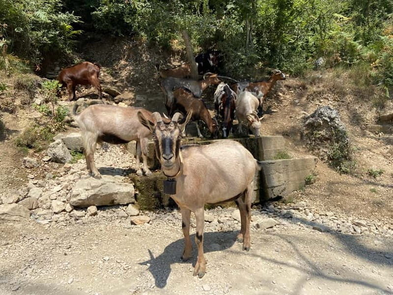 FROM TIRANA: Bovilla Lake & Gamti Mountain Hiking Trip - Why This Tour Stands Out