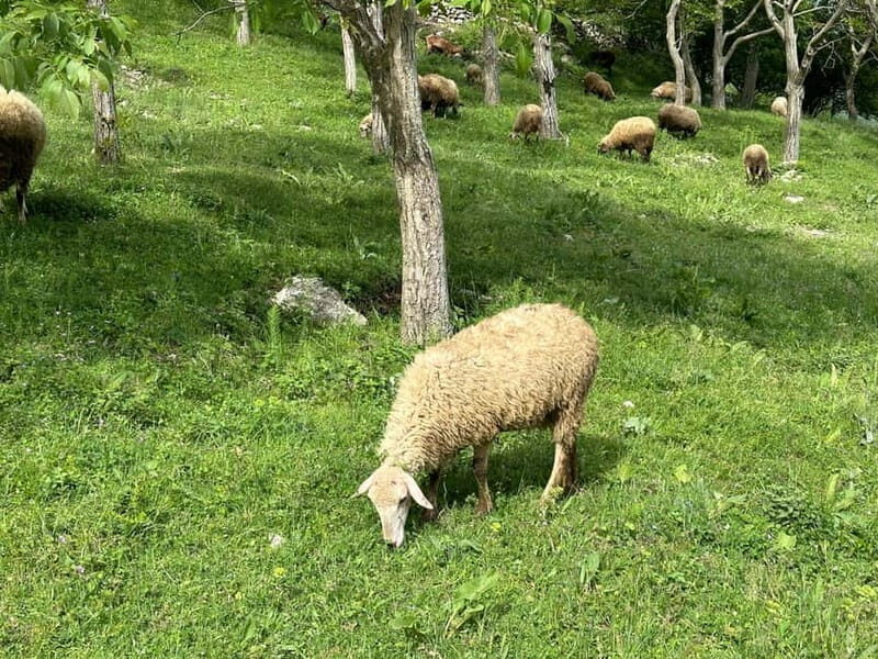 From Tirana: Bovilla Lake & Gamti Mountain Viewpoint Hike - The Hike and the Views