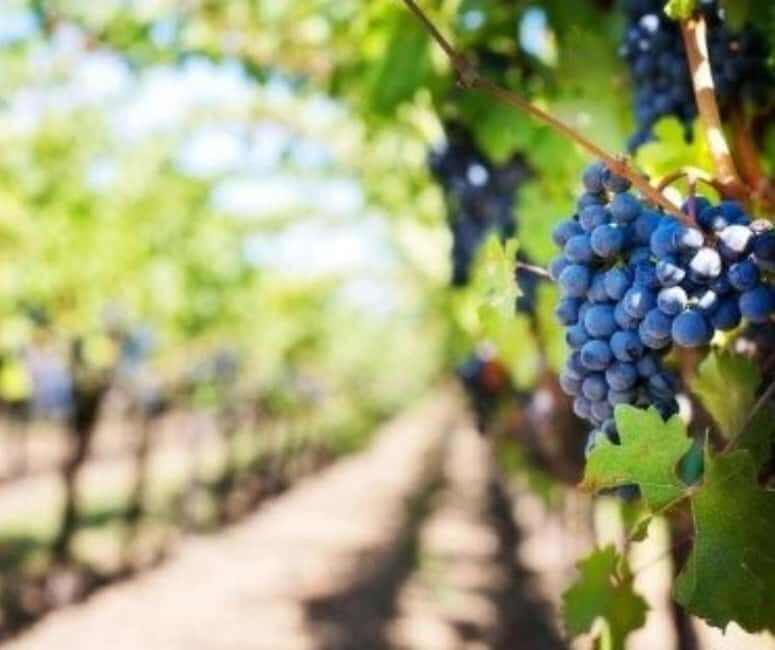 From Tirana: Cape of Rodon Castle, Beach & Wine Tasting Tour - Final Takeaway