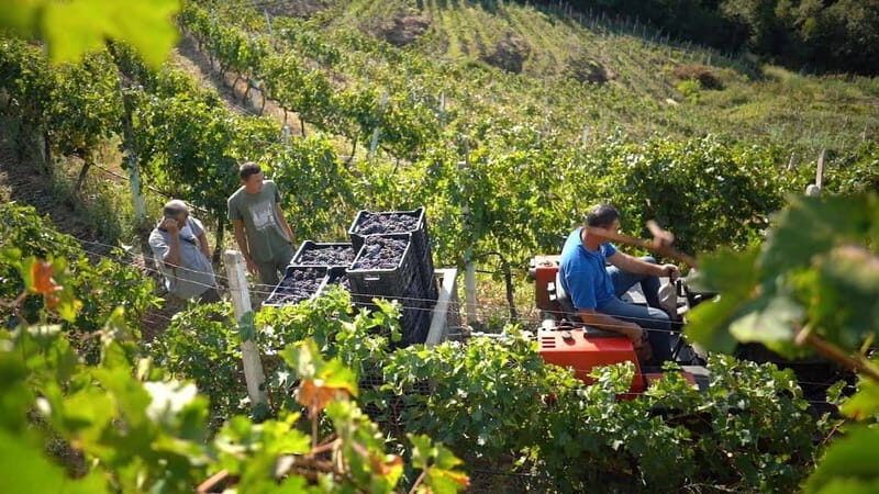 From Tirana/Durres/Golem: Cape of Rodon & Wine Tasting Tour. - Practical Considerations and Tips