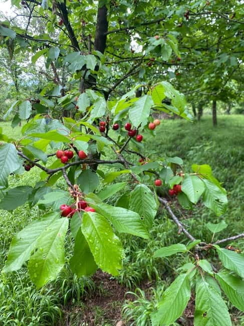 From Tirana/Durres: THINK GLOBAL, ACT AS A LOCAL - FAQ