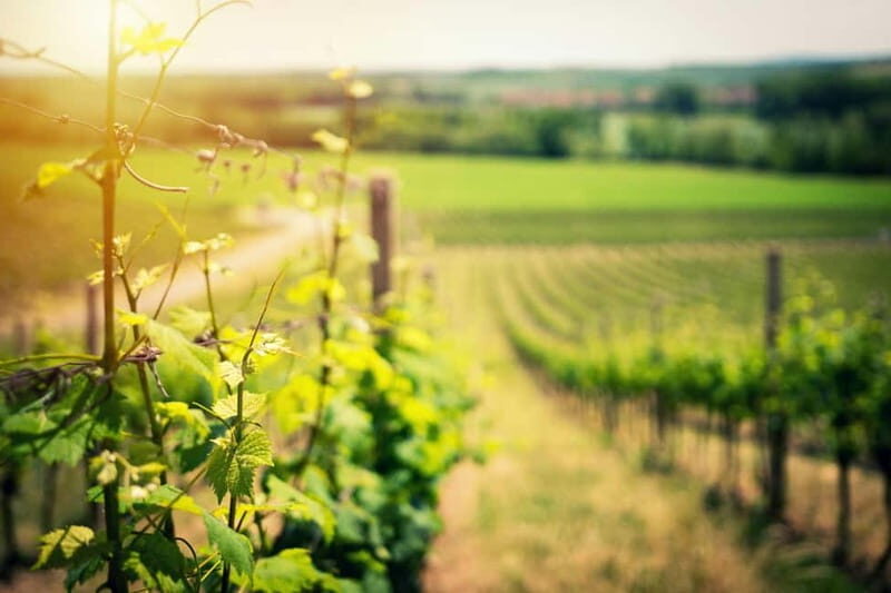From Tirana: Wine Tasting & Durres Small Group Tour - FAQ