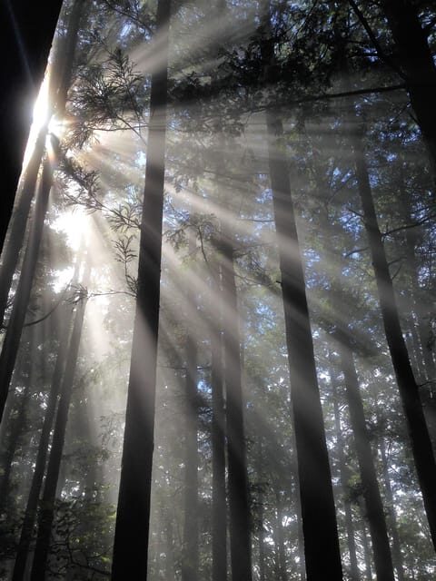 From Tokyo: Chichibu Hiking Day Tour To Mitsumine Shrine - Key Points