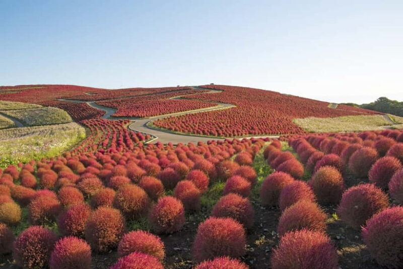 From Tokyo: Hitachi seaside Park & Oarai Isosaki Shrine Tour - A Complete Look at the Tour: What You Can Expect
