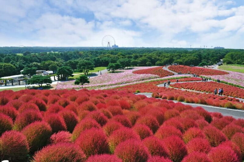 From Tokyo: Hitachi seaside Park & Oarai Isosaki Shrine Tour - Why This Tour Is Worth Considering