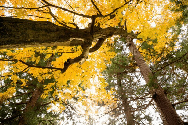 From Tokyo: Mount Fuji or Hakone Customized Day Trip - Authenticity, Value, and Who Will Love This Tour