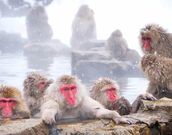 From Tokyo/Nagano : Private Snow Monkeys Park Full Day Trip - Key Points