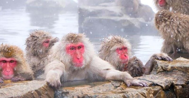 From Tokyo/Nagano : Private Snow Monkeys Park Full Day Trip - Analyzing the Value