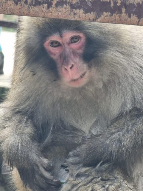 From Tokyo: Nagano Snow Monkey Park Tour With English Driver - From Tokyo: Nagano Snow Monkey Park Tour With English Driver — A Practical, Authentic Day Trip