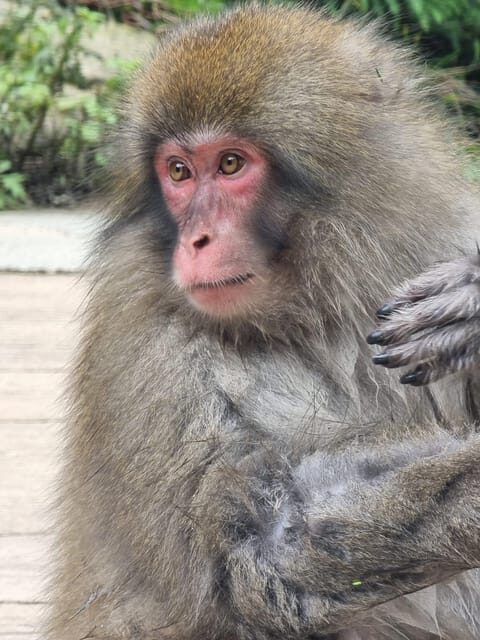From Tokyo: Nagano Snow Monkey Park Tour With English Driver - Authentic Experiences & Practical Insights