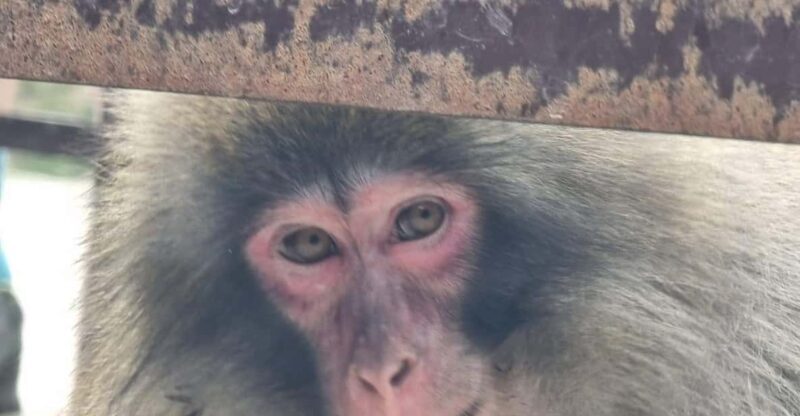 From Tokyo: Nagano Snow Monkey Park Tour With English Driver - FAQ